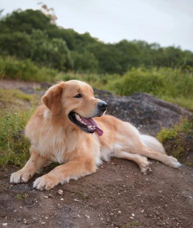 Bailey, a Golden Retriever — sample memorial photo